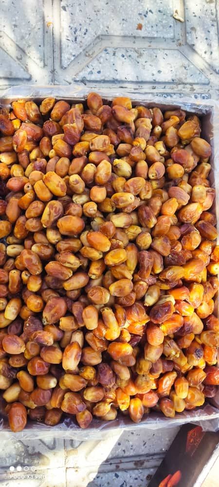 zahedi dates